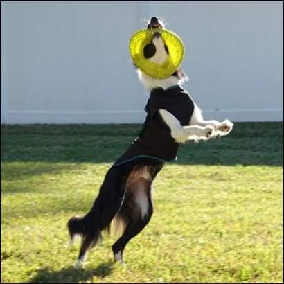 a dog jumping in the air with a frisbee in its mouth 